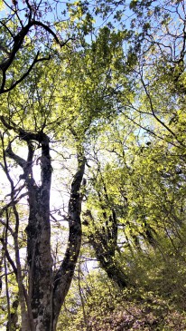 三瓶山「姫逃池登山道」