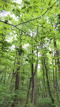 三瓶山「姫逃池登山道」