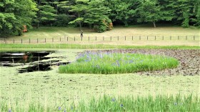 姫逃池カキツバタ（三瓶山北の原）