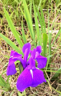 カキツバタ（姫逃池）