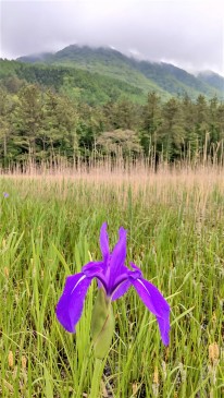 カキツバタ（姫逃池）