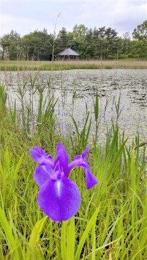 カキツバタ（姫逃池）