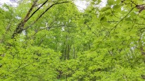 三瓶山「姫逃池登山道」