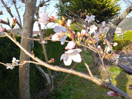 桜（大田市民会館）