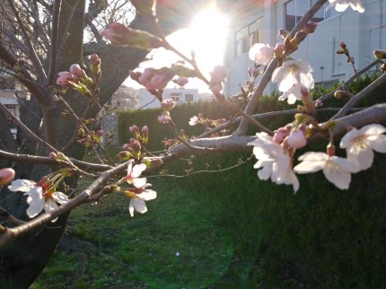 桜（大田市民会館）