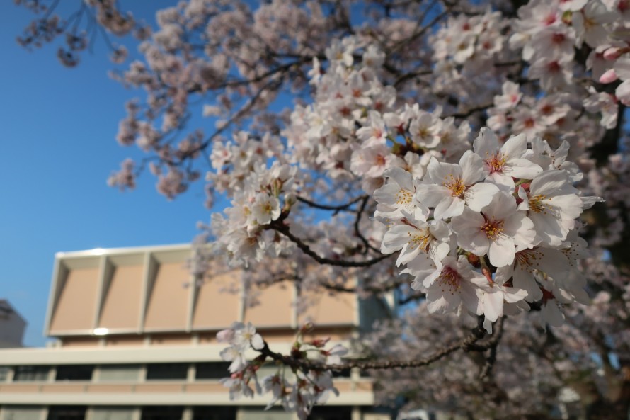 桜（大田市民会館）