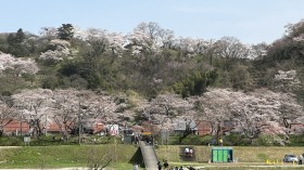 河川敷桜