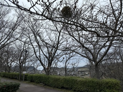 運動公園_桜並木