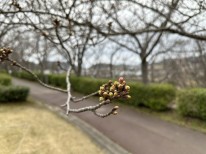 仁摩運動公園_桜並木2