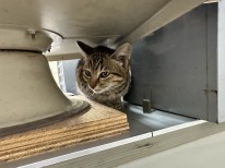 子猫